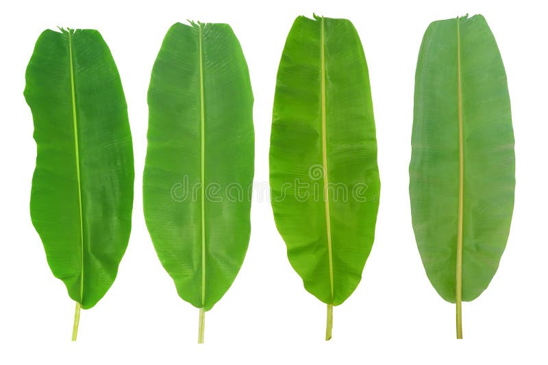 Banana tree stock image. Image of flora, branch, garden - 33761145