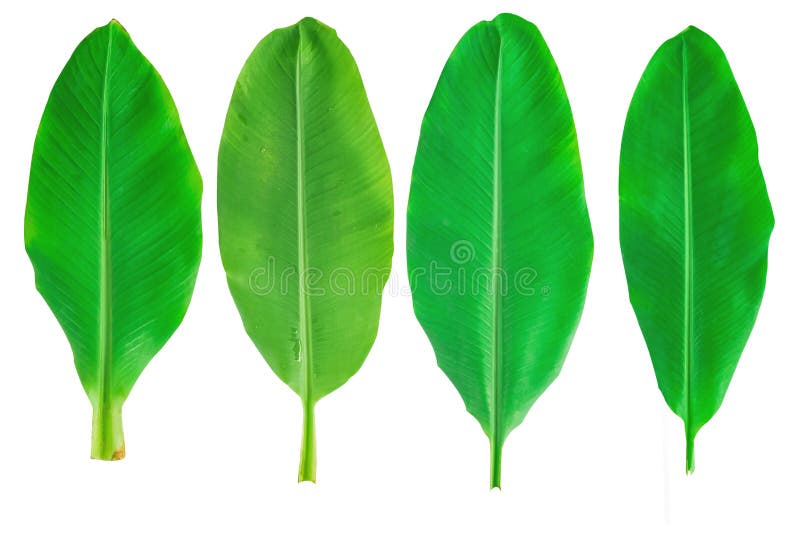 Banana tree stock image. Image of flora, branch, garden - 33761145