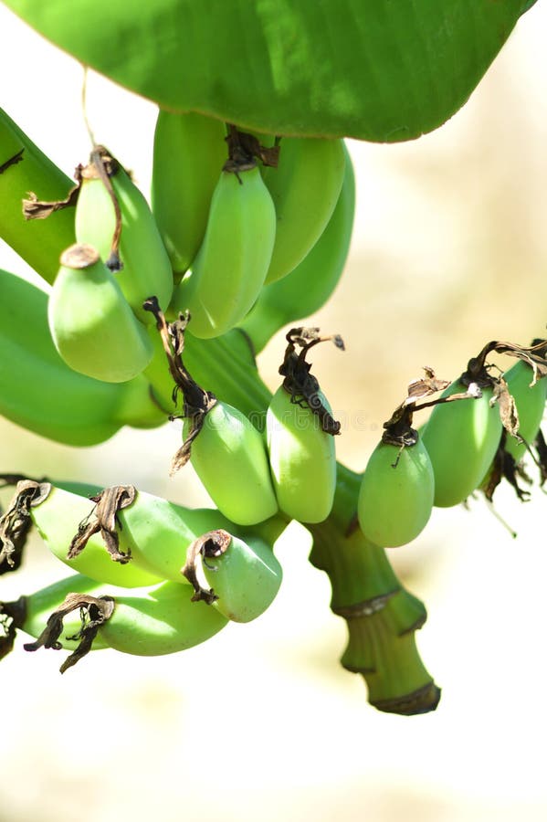 Fresh Bananas on a Banana Plant Stock Photo Image of flora, foliage