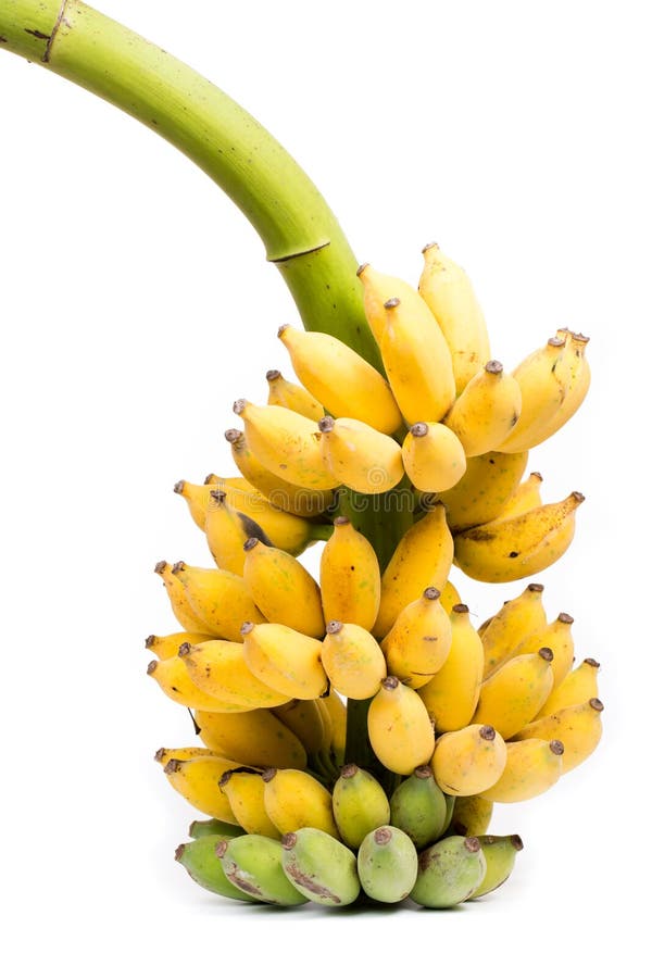 Fresh bananas