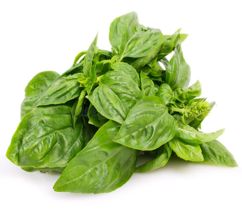 Fresh basil