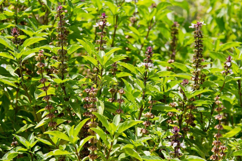 Fresh basil flower plant stock image. Image of label 55244641