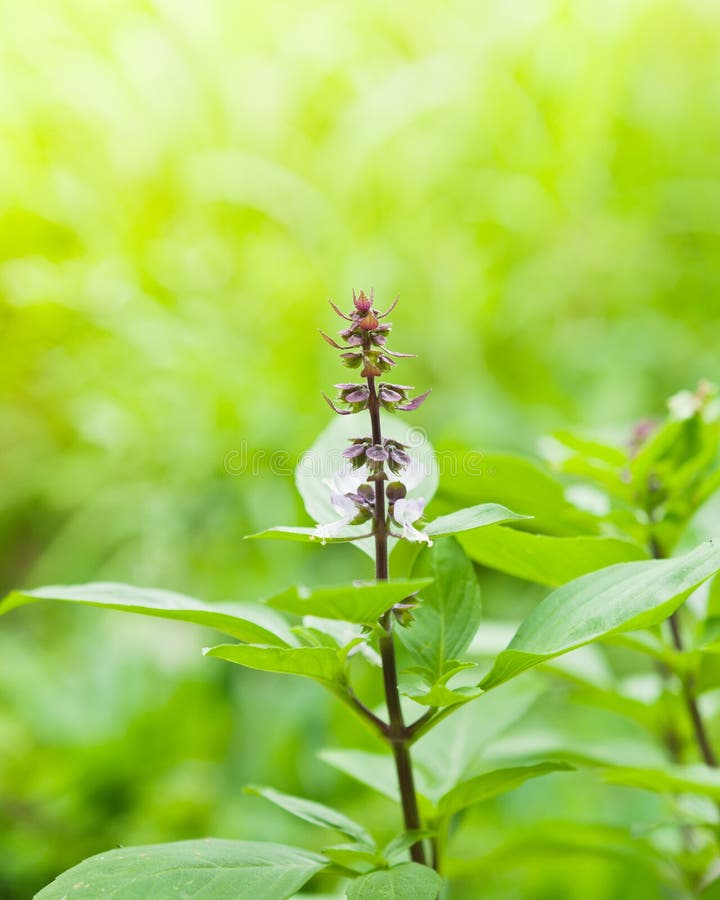 Basil Flower stock image. Image of breath, scent, garden 69123353