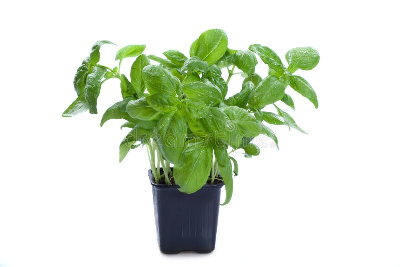 Basil Plant in White Flower Pot Isolated on White Stock Image Image