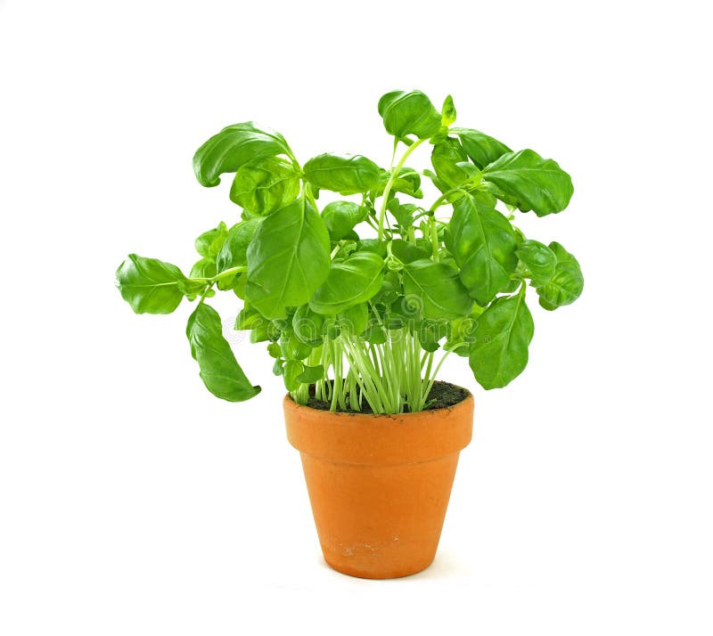 Fresh basil herb stock photo. Image of spice, basilica 7987132