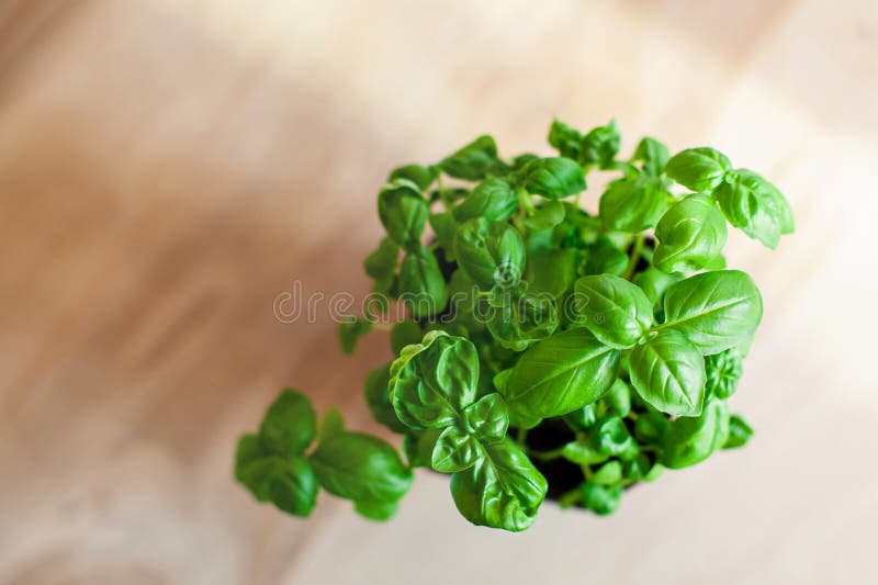 Fresh Basil Herb in a Brown Pot on a Wooden Background, Top View Stock