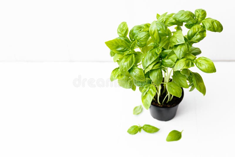 Fresh Basil Leaves on White Background. Healthy Eating. Cooking Food. Healthy Food Background