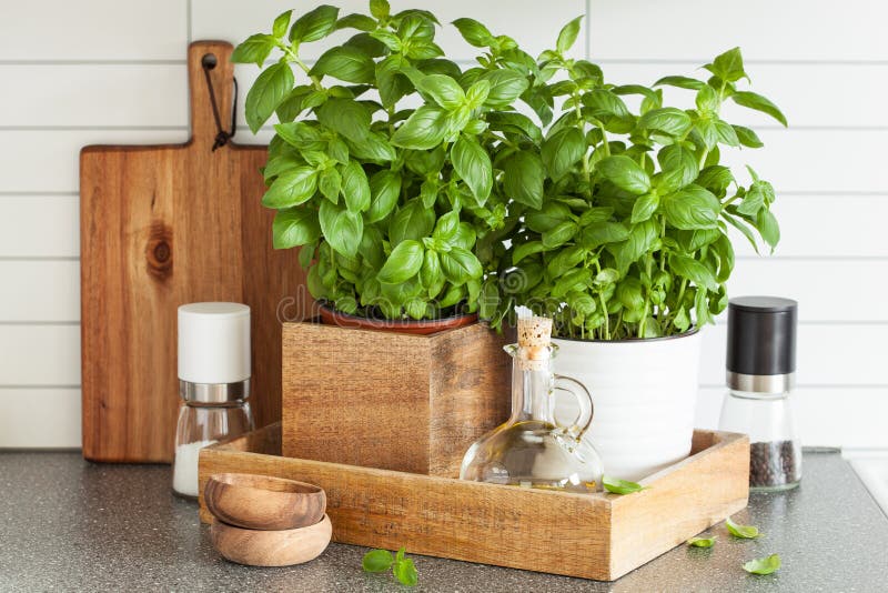 Fresh basil herb in pot olive oil kitchen