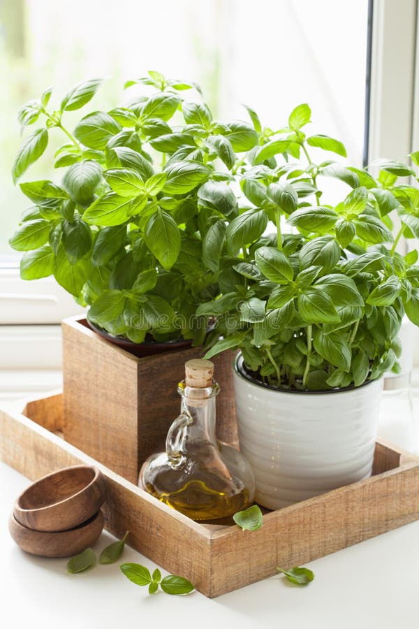 Fresh Basil Herb in Pot Olive Oil Kitchen Window Stock Image Image of