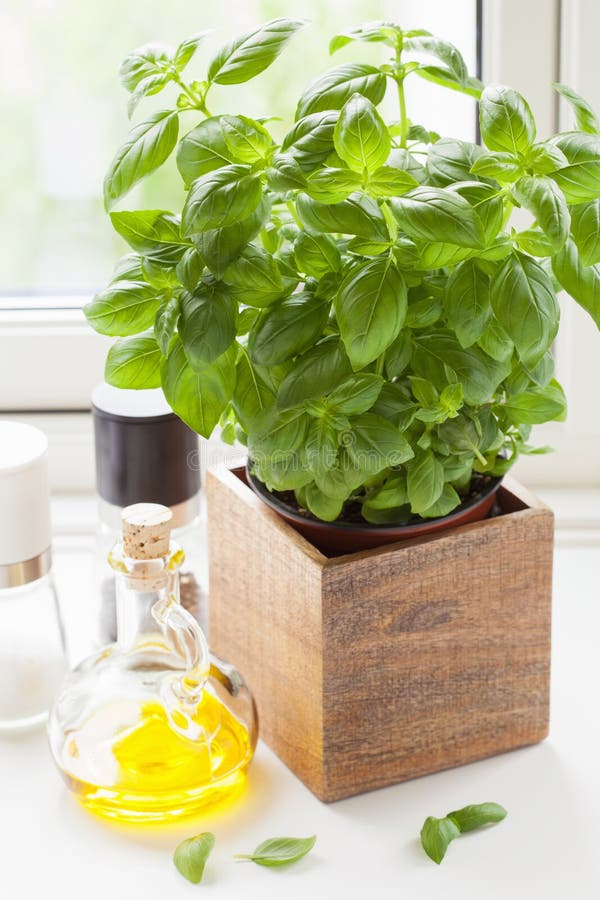 Fresh Basil Herb in Pot Olive Oil Kitchen Window Stock Photo Image of
