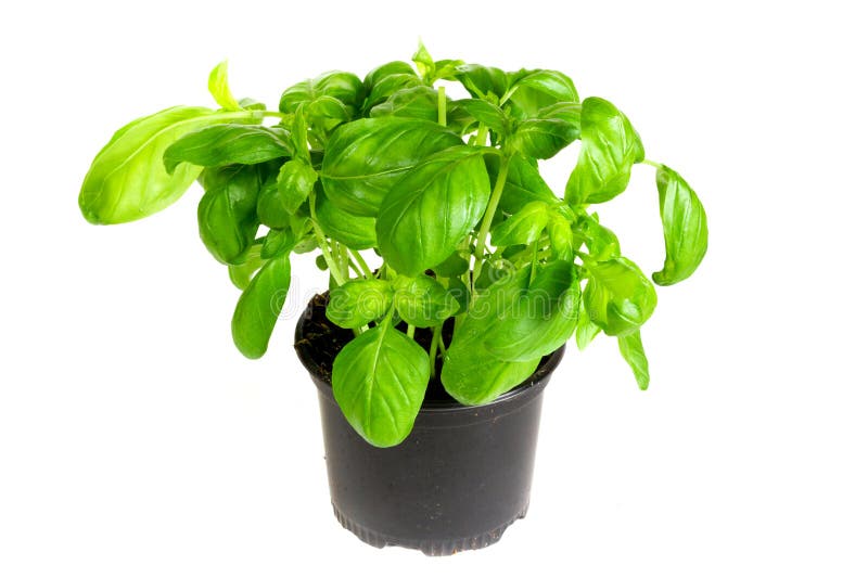 Fresh basil plant stock image. Image of isolated, plant 30048763
