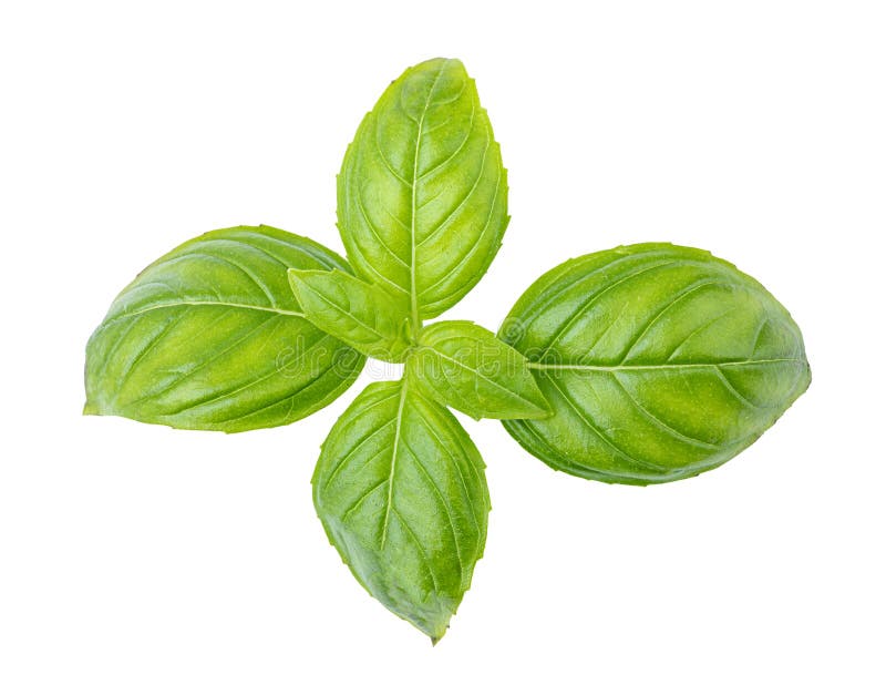 Fresh Basil Isolated on White Background Stock Image Image of path