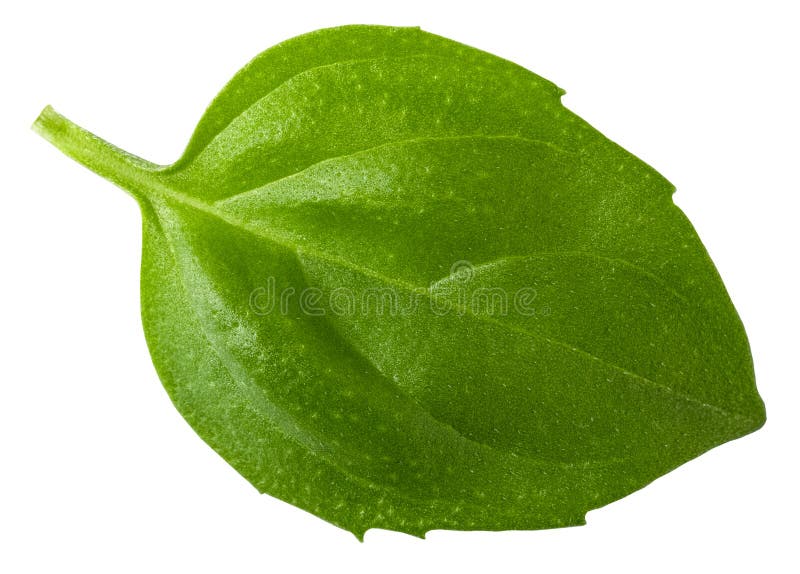 Fresh Basil Leaf Isolated on White Background Stock Photo Image of