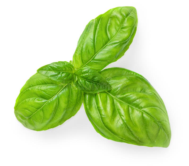 Fresh Basil Leaf Isolated on White Background, Close Up. Basil Herb Top