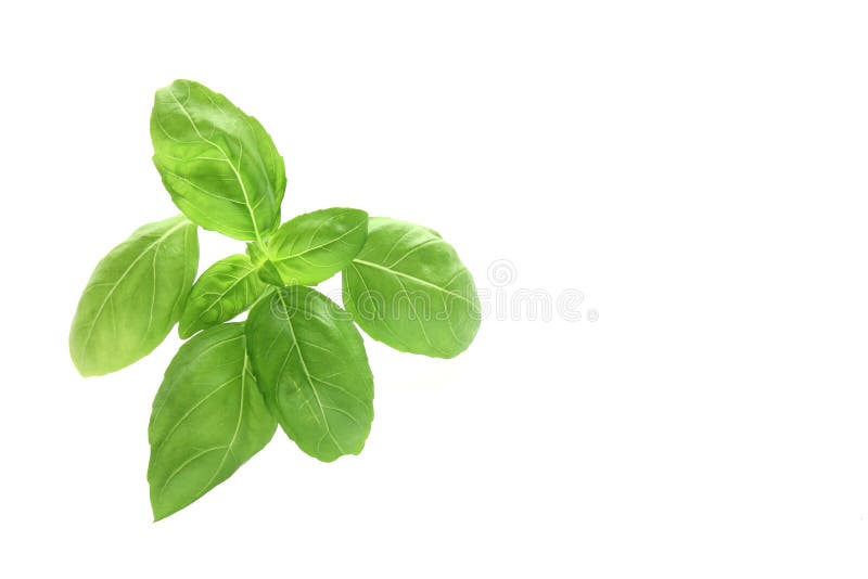Fresh basil leaves stock image. Image of herb, close 10202645