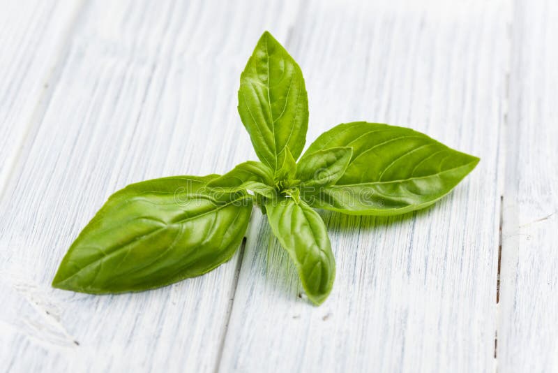 Fresh basil leaves stock image. Image of basil, close 25786809