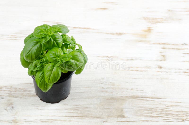 Fresh basil leaves stock photo. Image of spanish, delicacy 116952484