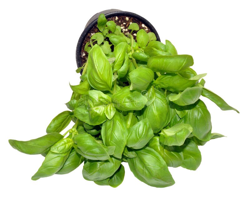 Fragrant Basil Leaves For Flavour In Cooking Stock Photo Image of