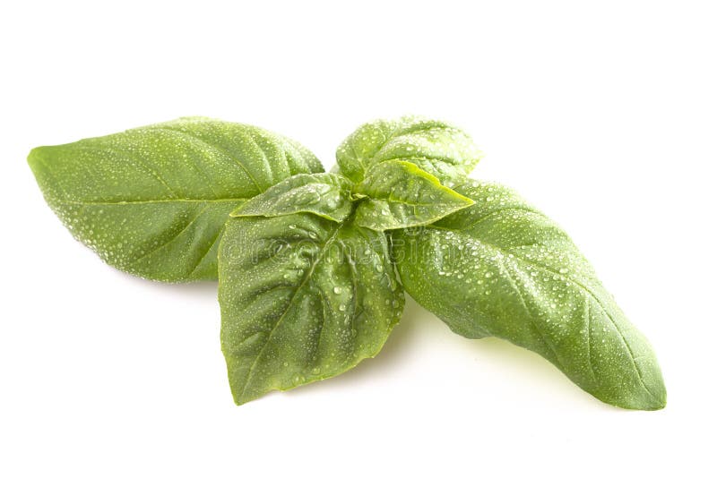 Fresh Basil Leaves Isolated on a White Background Stock Photo Image