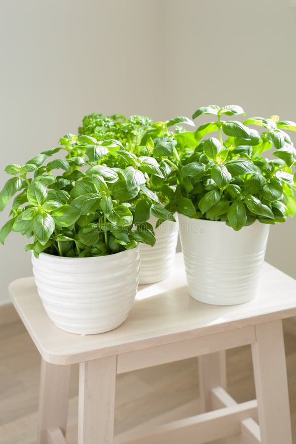 Fresh Basil and Parsley Herb in Pot Stock Image Image of basil