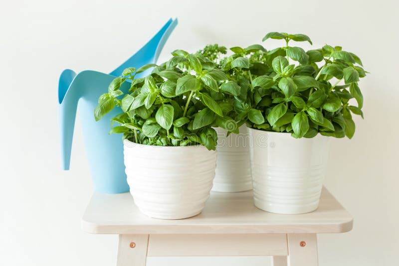 Fresh Basil and Parsley Herb in Pot Stock Image Image of herb