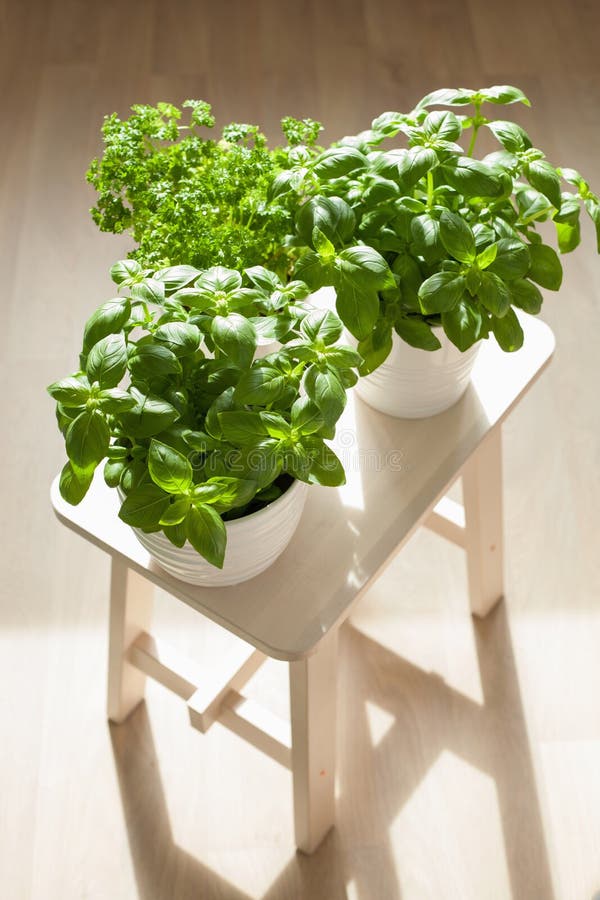 Fresh Basil and Parsley Herb in Pot Stock Image Image of health