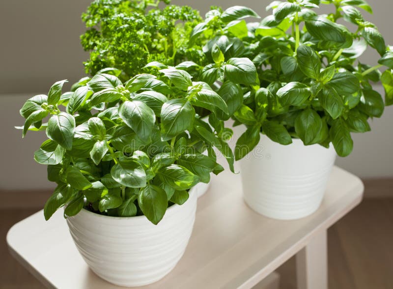 Fresh Basil and Parsley Herb in Pot Stock Image Image of herbal