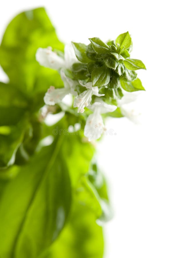 Fresh Basil Plant Leaves and Sprout Abstract Stock Image Image of
