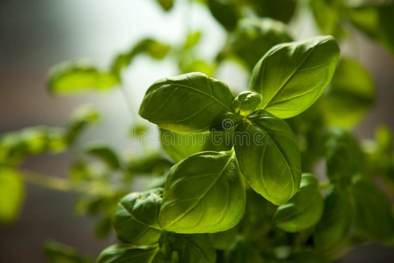 Fresh basil plant stock photo. Image of plant, diet, healthy 69522328