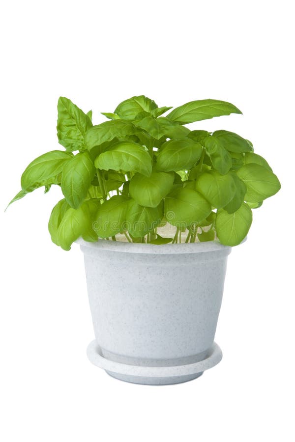 Fresh Basil in Pot Isolated Stock Image Image of delicious, garden