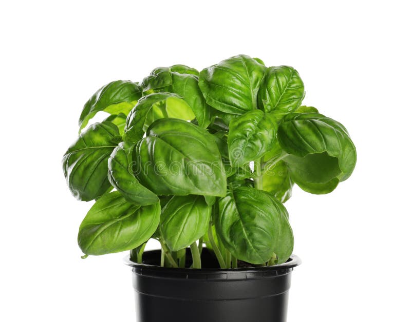 Fresh basil in pot stock image. Image of basilicum, italian 130296003
