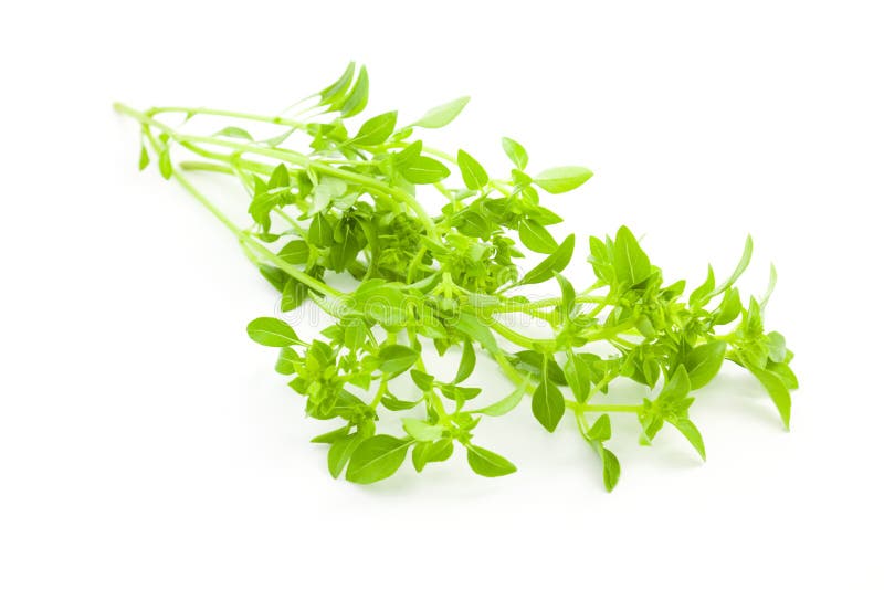 Fresh Basil / spice herb on white background