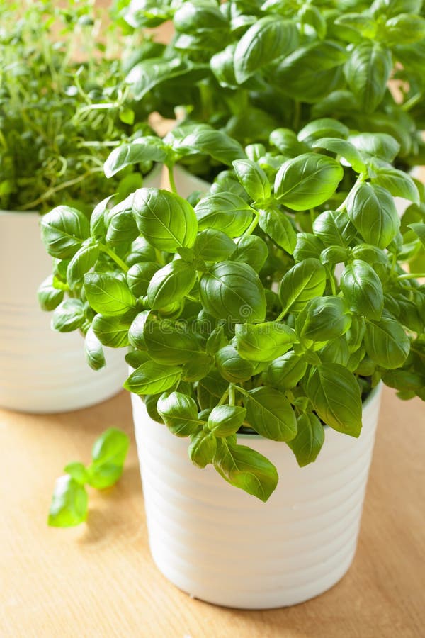 Fresh basil thyme herb in a pot