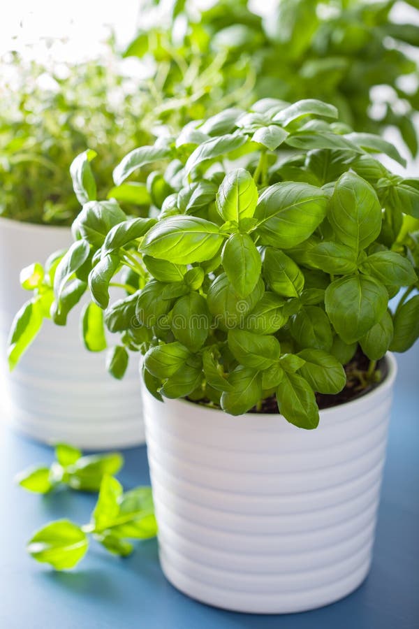 Fresh Basil Thyme Herbs in Pots Stock Photo Image of thyme, indoors