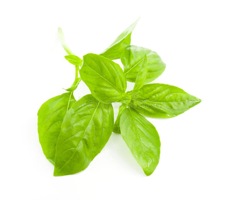 Fresh Basil on white background