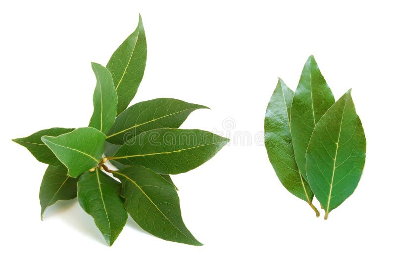 Eucalyptus branch stock image. Image of tree, southern 47996955