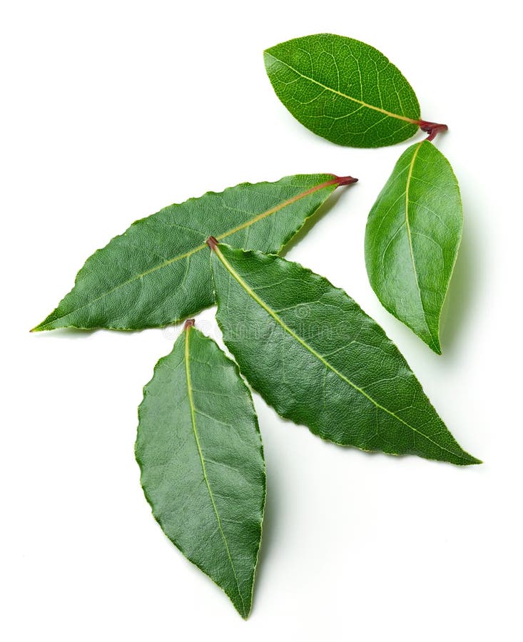 Fresh bay leaves stock photo. Image of plant, healthy 103293036
