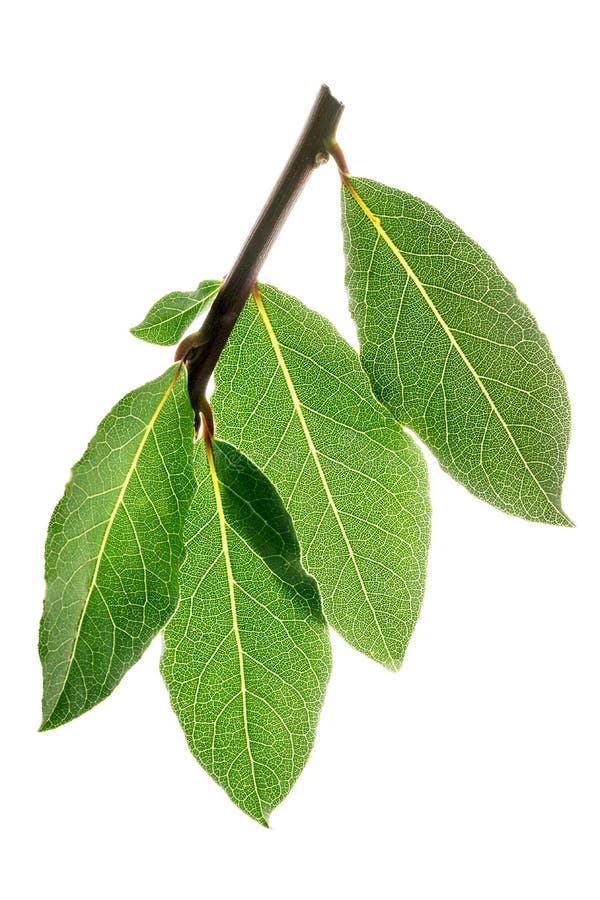 Fresh Branch bay leaves stock photo. Image of macro, laurus 91028068
