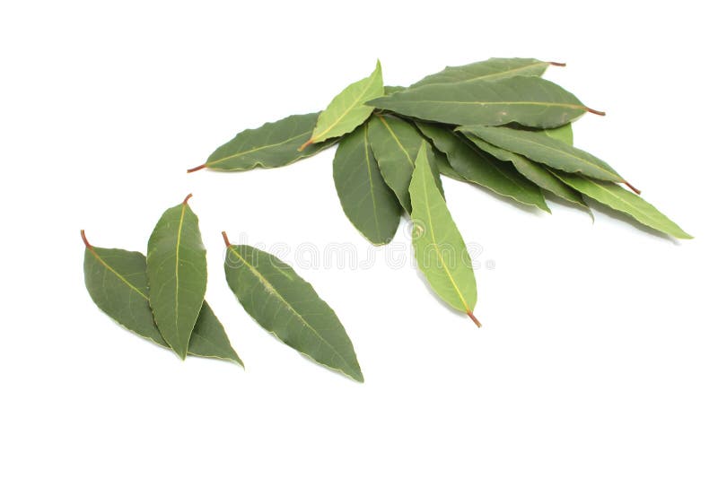 Fresh Bay Leaves stock photo. Image of organic, gourmet 39135586