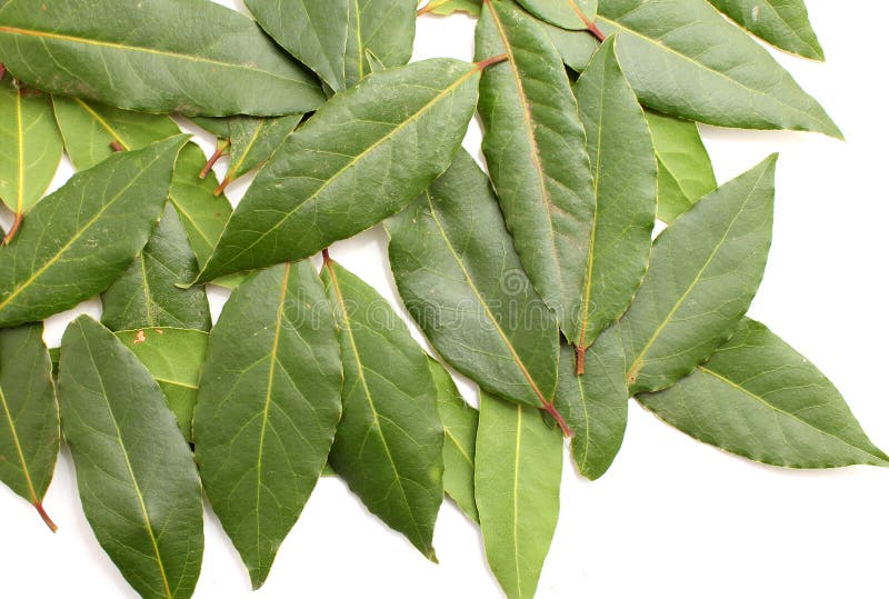 Fresh Bay Leaves stock image. Image of domestic, laurel 39135663
