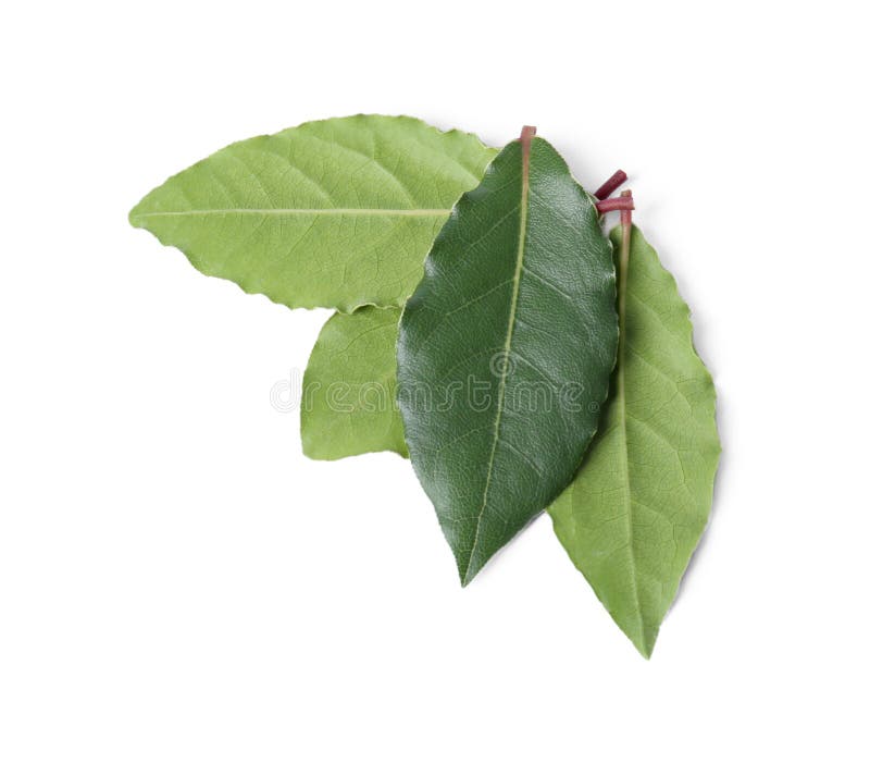 Fresh Bay Leaves Isolated on White, Top View Stock Image Image of cultivated, fresh 278253649