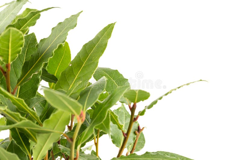 Fresh bay leaves stock image. Image of healthy, fragrance 275146769