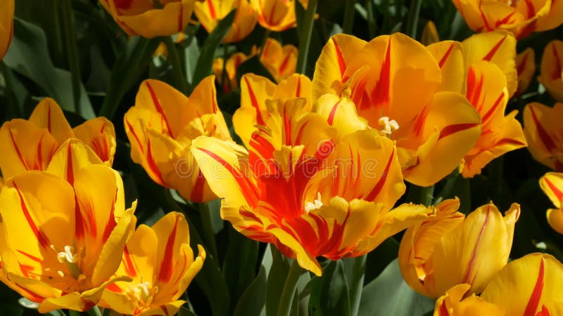 Fresh beautiful large saturated unusual yellow tulips flowers bloom in spring garden. Decorative tulip flower blossom in