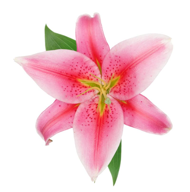 23,190 Fresh Beautiful Red Lily Flower Blossom Stock Photos Free