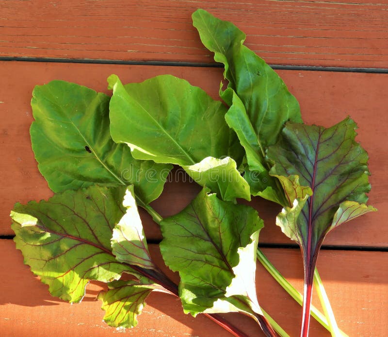 Fresh Beet Greens Picture. Image 162501865