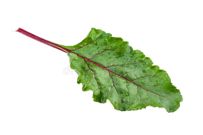 Fresh Beet Leaves Isolated on White Background Stock Photo Image of