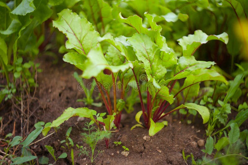Fresh Beet Sprouts in Ground in Village Stock Photo Image of natural, green 107333176