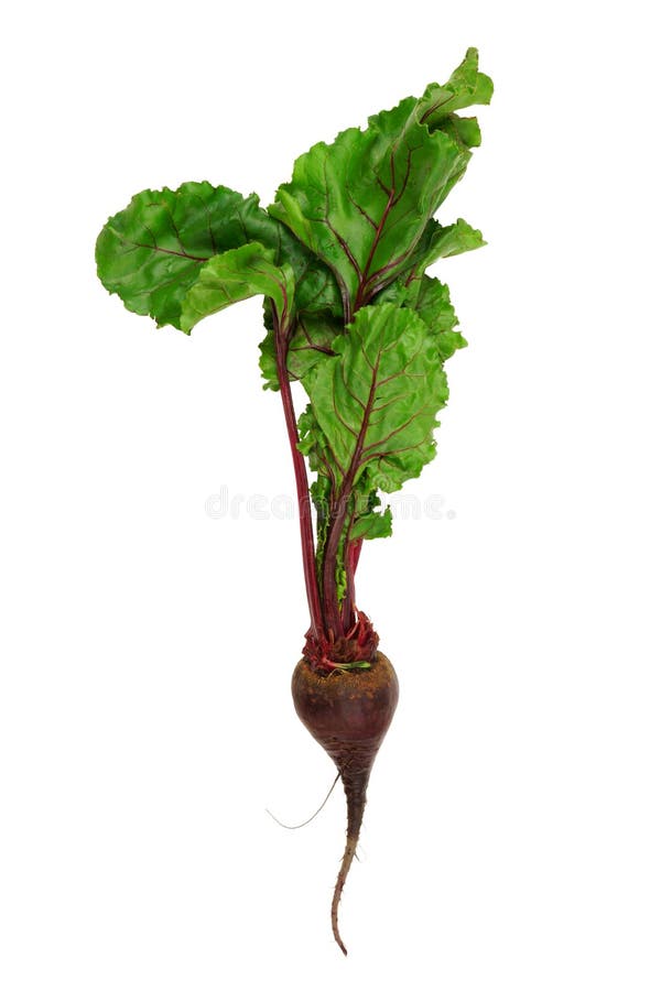 Fresh Beet Vegetable with Leaves Isolated on White Stock Image Image