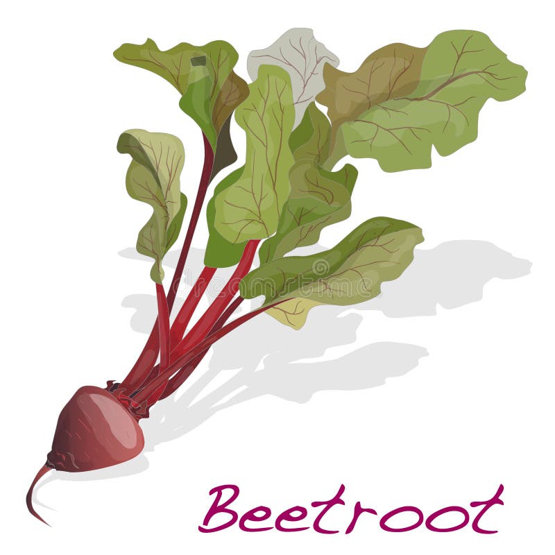 Fresh Beetroot with Leaves .Vector. Stock Vector Illustration of