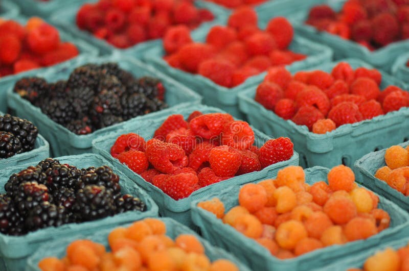 Fresh Berries at Farmers Market Stock Image Image of farmer, green